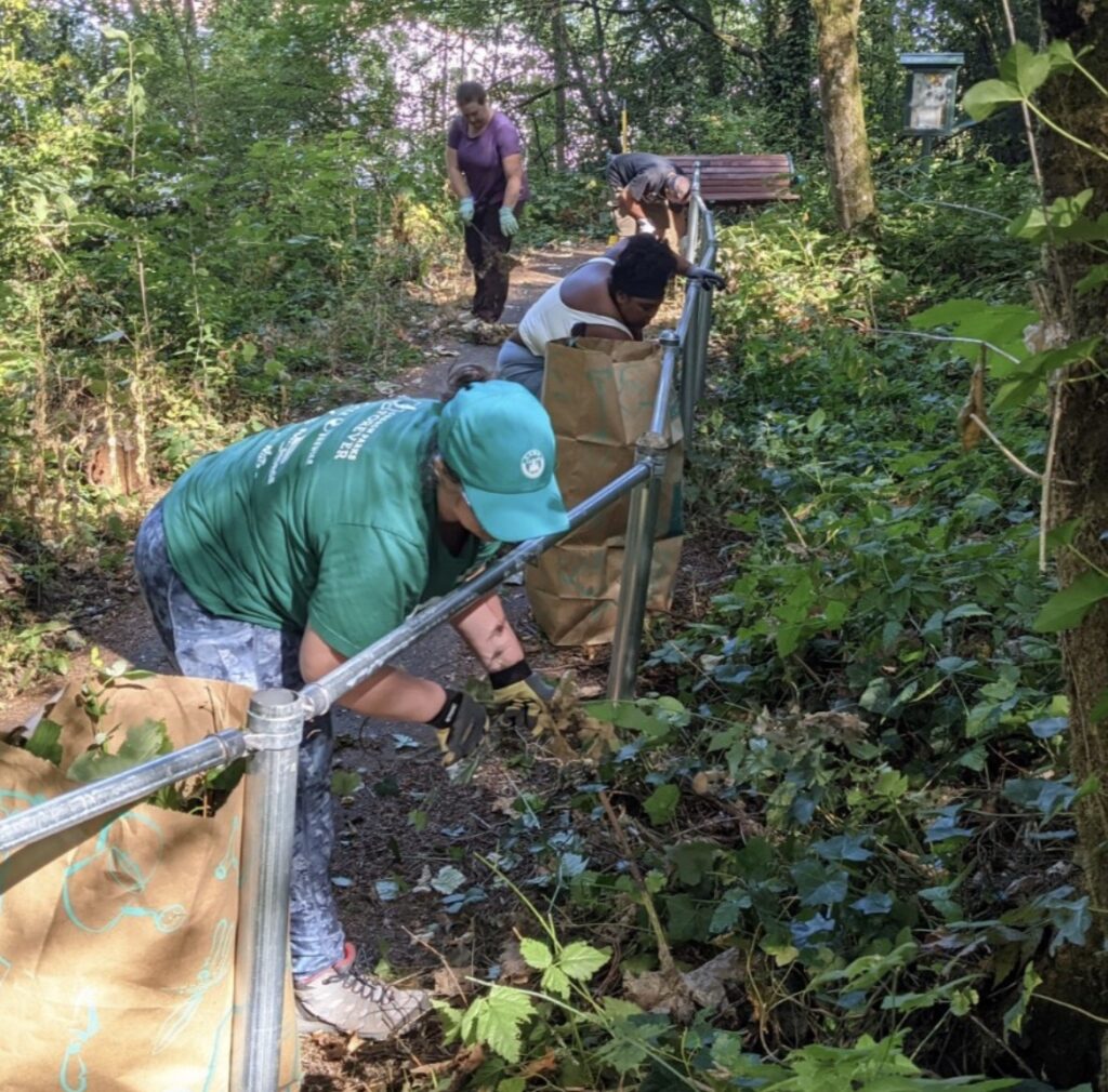 Volunteers pull English Ivy from the side of the trail.