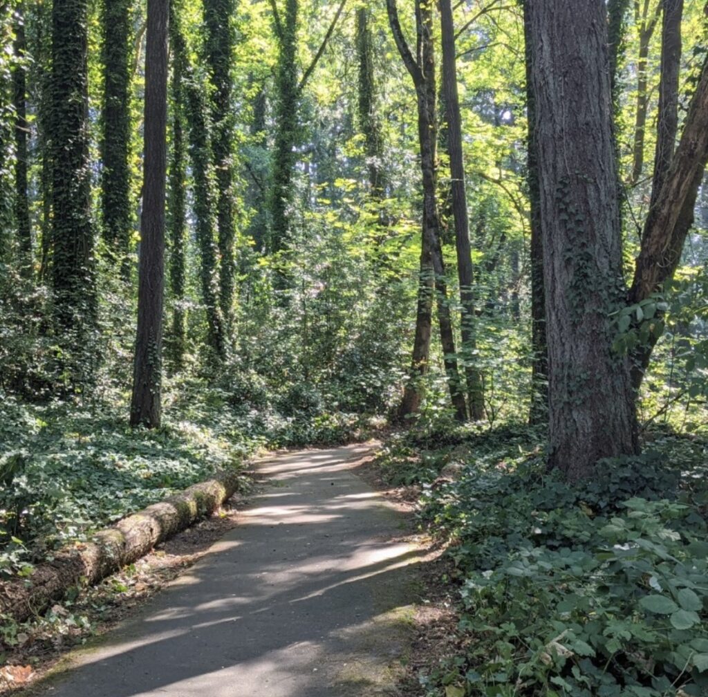 A path winds through the forest showcasing the results of the cleanup